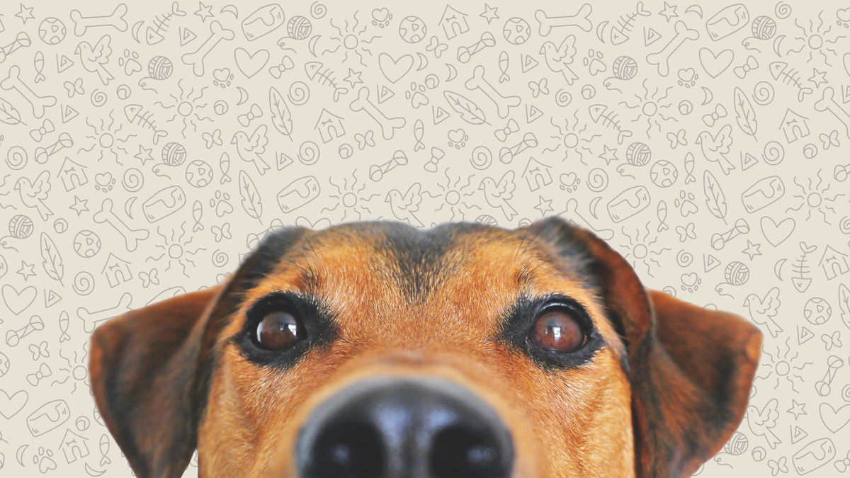 PERROS