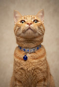 Collar Gato Fluorecente Corazones